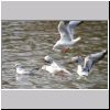 Larus ridibundus - Lachmoewe 03.jpg